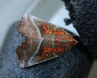 Image of: Scoliopteryx libatrix (herald moth)