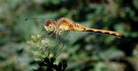 Image of: Sympetrum obtrusum