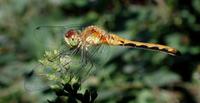 Image of: Sympetrum obtrusum