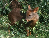 Pudu puda - Southern Pudu