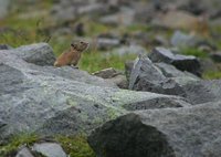 Ochotona hyperborea - Northern Pika