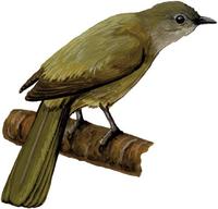 Image of: Andropadus masukuensis (Shelley's greenbul)