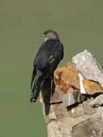 Image of: Cuculus micropterus (Indian cuckoo)