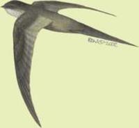 Image of: Cypsiurus parvus (African palm swift)