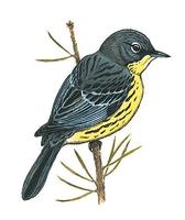 Image of: Dendroica kirtlandii (Kirtland's warbler)