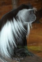 Colobus angolensis - Angolan Colobus