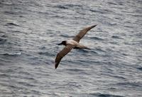 Image of: Phoebetria palpebrata (light-mantled albatross)