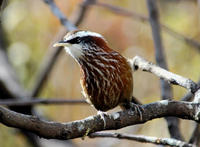 Image of: Pomatorhinus ruficollis (streak-breasted scimitar babbler)