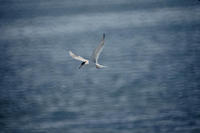 Image of: Sterna forsteri (Forster's tern)