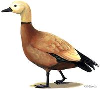 Image of: Tadorna ferruginea (ruddy shelduck)