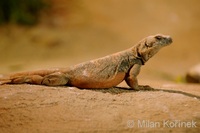 Sauromalus obesus - Chuckwalla