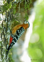 Rufous-bellied Woodpecker - Dendrocopos hyperythrus