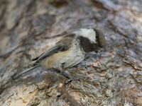 Siberian Tit - Parus cinctus