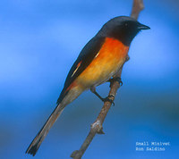 Small Minivet - Pericrocotus cinnamomeus