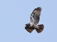 Madagascar Buzzard (Buteo brachypterus) photo