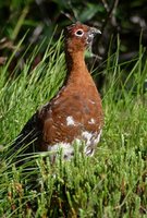 Willow Ptarmigan - Lagopus lagopus