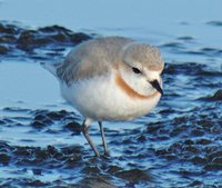 Chestnut-banded Plover - Charadrius pallidus