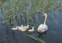 Mute Swan (Cygnus olor) photo