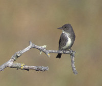 Olive-sided Flycatcher (Contopus cooperi) photo