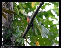 Chestnut-breasted Cuckoo - Cacomantis castaneiventris