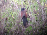 Philippine Coucal - Centropus viridis