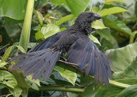 Smooth-billed Ani - Crotophaga ani