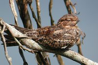 Lesser Nighthawk - Chordeiles acutipennis