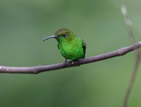 Coppery-headed Emerald - Elvira cupreiceps