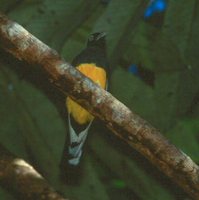 White-tailed Trogon - Trogon viridis