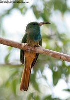 Blue-bearded Bee-eater - Nyctyornis athertoni