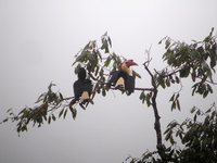 Writhed Hornbill - Aceros leucocephalus