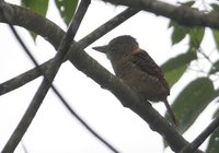 Barred Puffbird - Nystalus radiatus