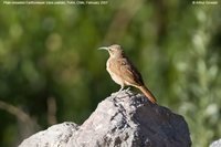 Plain-breasted Earthcreeper - Upucerthia jelskii