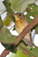 White-crested Spadebill - Platyrinchus platyrhynchos