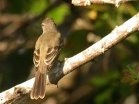 Panama Flycatcher - Myiarchus panamensis