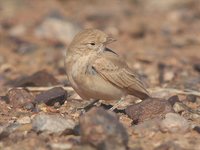 Bar-tailed Lark - Ammomanes cincturus