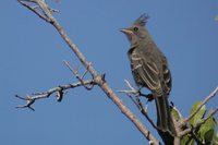 Phainopepla - Phainopepla nitens