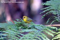 Golden Babbler - Stachyris chrysaea