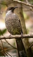 Brush Wattlebird - Anthochaera chrysoptera