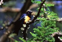 Hildebrandt's Starling - Lamprotornis hildebrandti