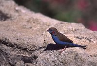 Red-cheeked Cordonbleu - Uraeginthus bengalus