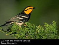 Golden-cheeked Warbler - Dendroica chrysoparia