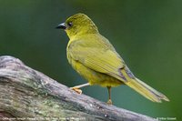 Olive-green Tanager - Orthogonys chloricterus