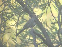 Five-striped Sparrow - Aimophila quinquestriata