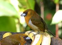 Prong-billed Barbet