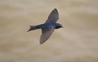 *NEW* Grey-breasted Martin