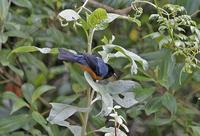 Blue-backed Conebill, nominate Flickr