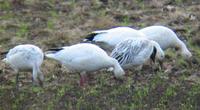 Snow Goose. Photo by Greg Gillson