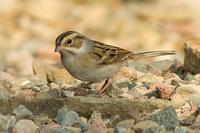 Clay-colored Sparrow