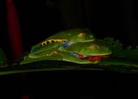 Red-eyed Tree Frog  
